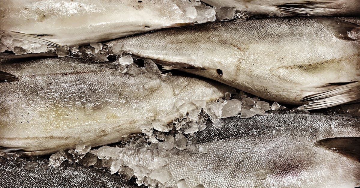 How to properly cook oily fish fillets