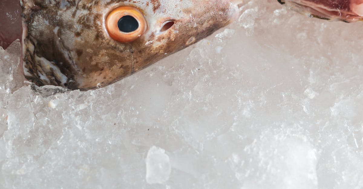 Why Baking is the Best Method for Frozen Fish Fillets