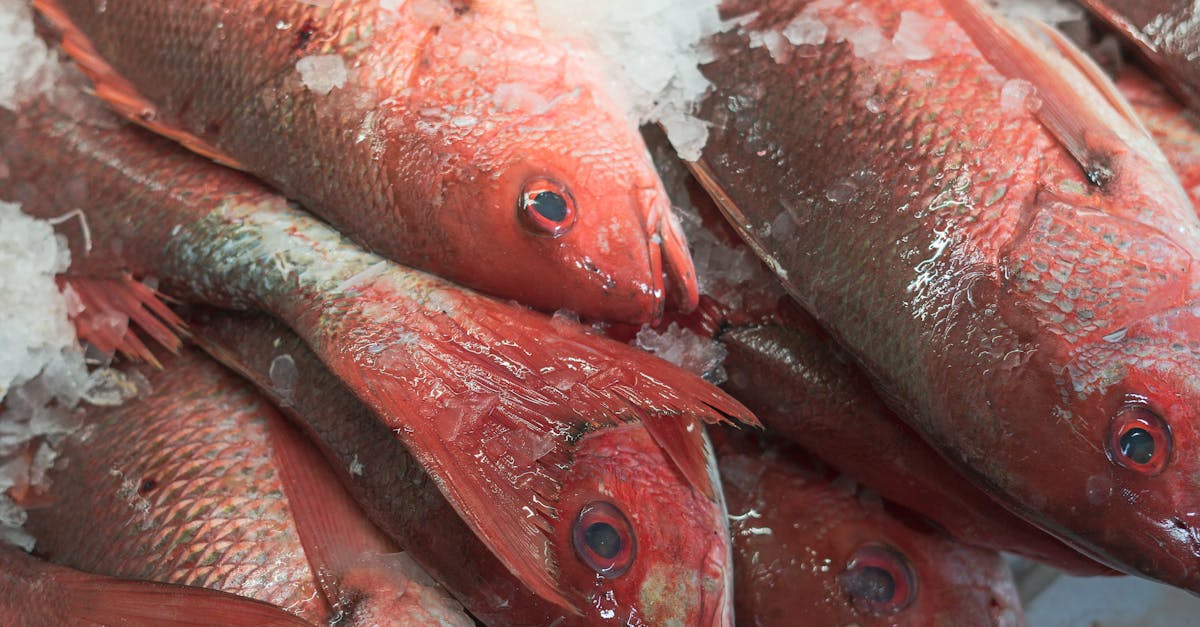 Why Choose Frozen Fish Over Fresh Fish